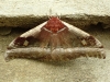 cabbage-tree-emperor-moth-bunaea-alcinoe