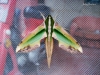 Green Hawk Moth - Pergesa acteus