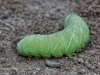 modest-sphinx-larva-pachysphinx-modesta