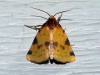 obtuse-yellow-moth-azenia-obtusa