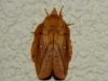 the-drinker-euthrix-potatoria