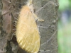 yellow-tussock-moth-euproctis-lutea