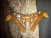 Moth1