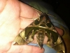 Moth2