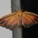 Hypoprepia fucosa / Painted Lichen Moth Hypoprepia fucosa / Painted Lichen Moth