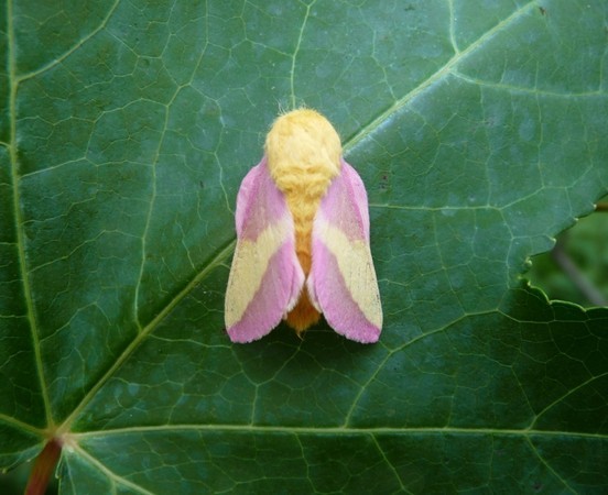Rosy-maple-moth.jpg