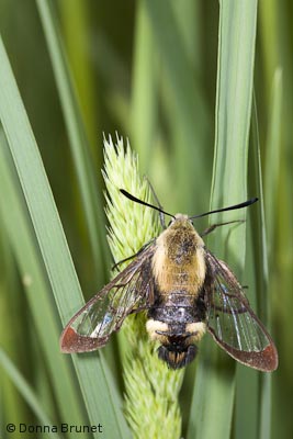 Snowberry Clearwing (Hemaris diffinis)