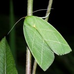 79544_orig
