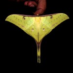Actias parasinensis