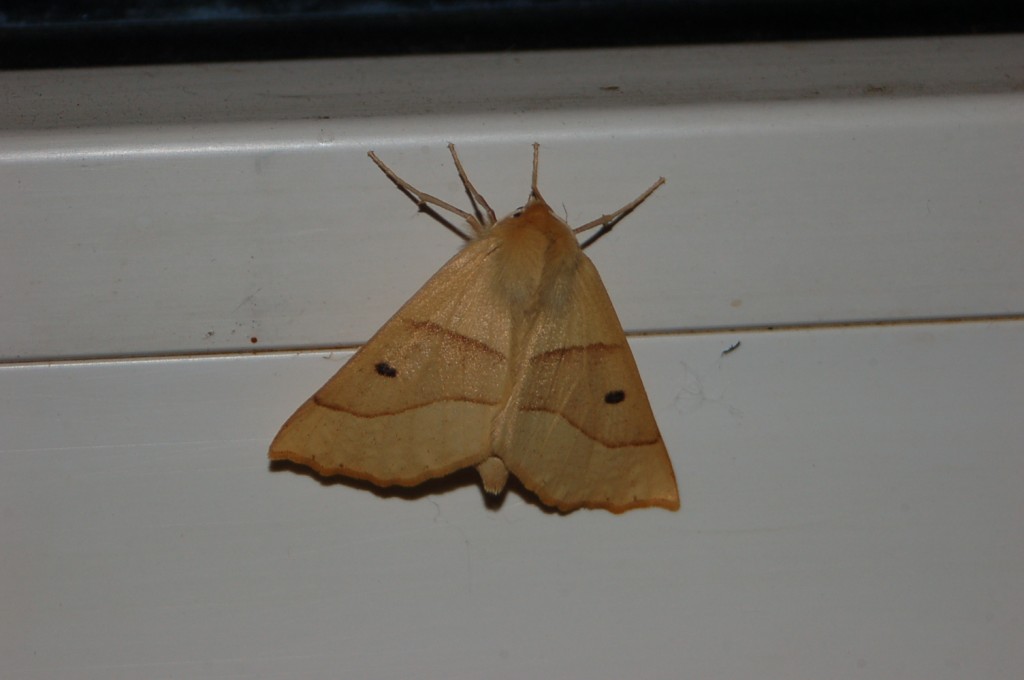 Moth Night PB 06