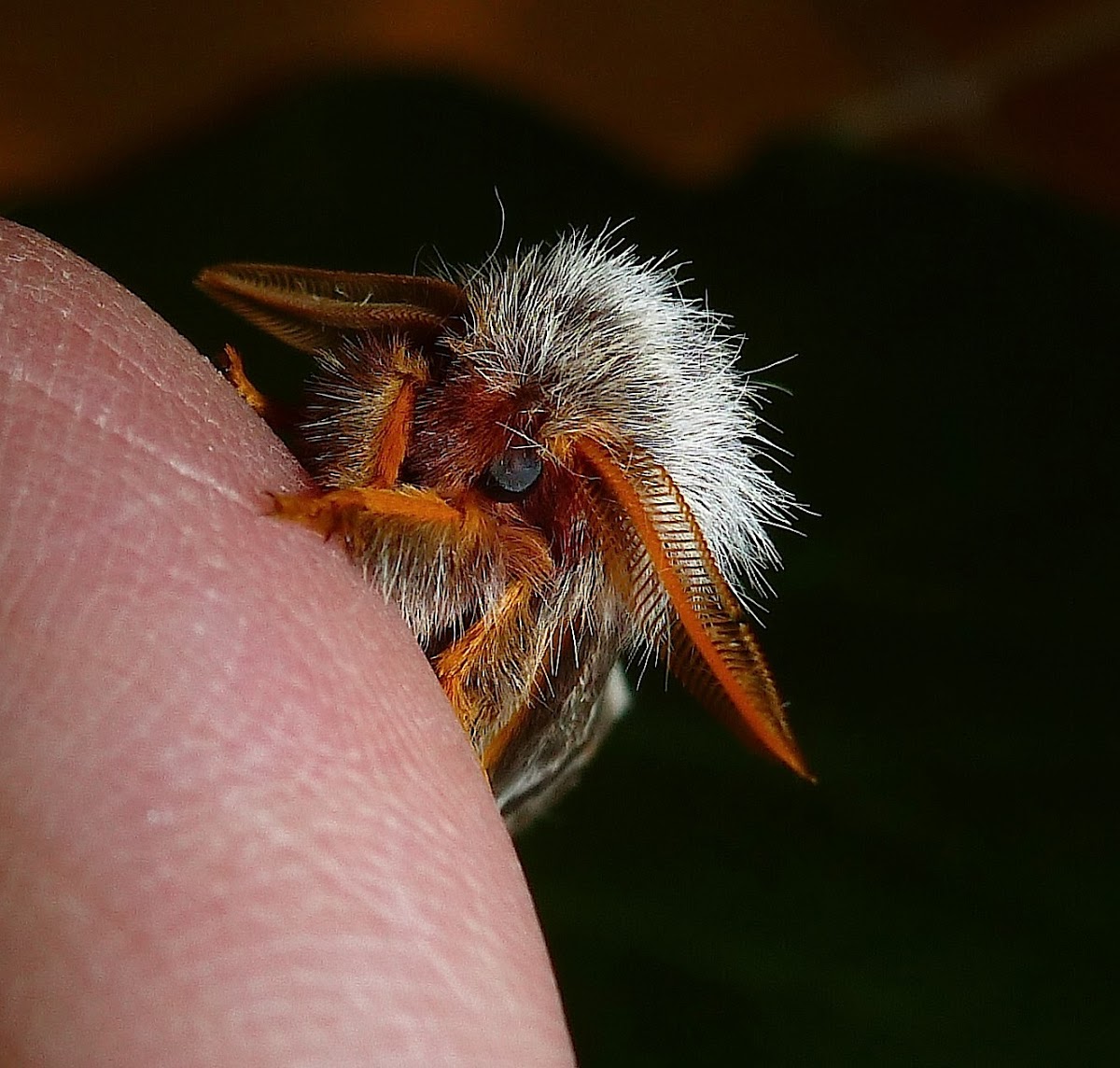 Buck Moth or Sheep Moth Hemileuca sp.