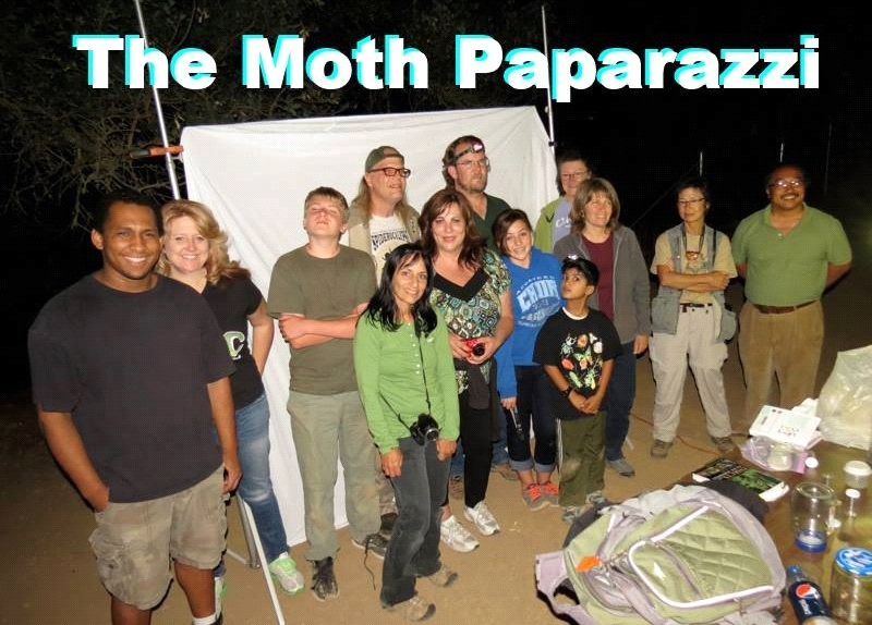 Go Ahead Bug Me Moth madness article 04