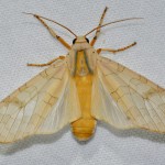 Halysidota tessellaris – Banded Tussock Moth