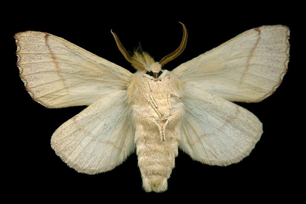 White-Dotted Prominent (Nadata gibbosa)