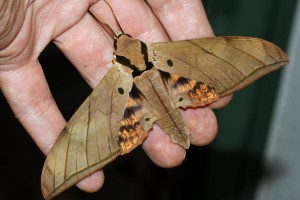 Ambylyx pryeri with narrow wings and streamlined bodies (photo via Wikimedia commons)
