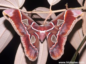 Royal moth