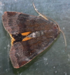 Lesser Broad-bordered Yellow Underwing (Noctua janthe)