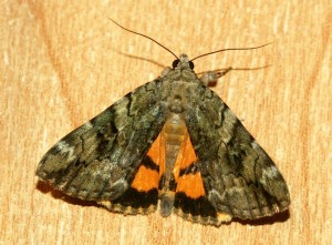 Photo by Laney Rickman Catocala ultronia - Ultronia Underwing Moth