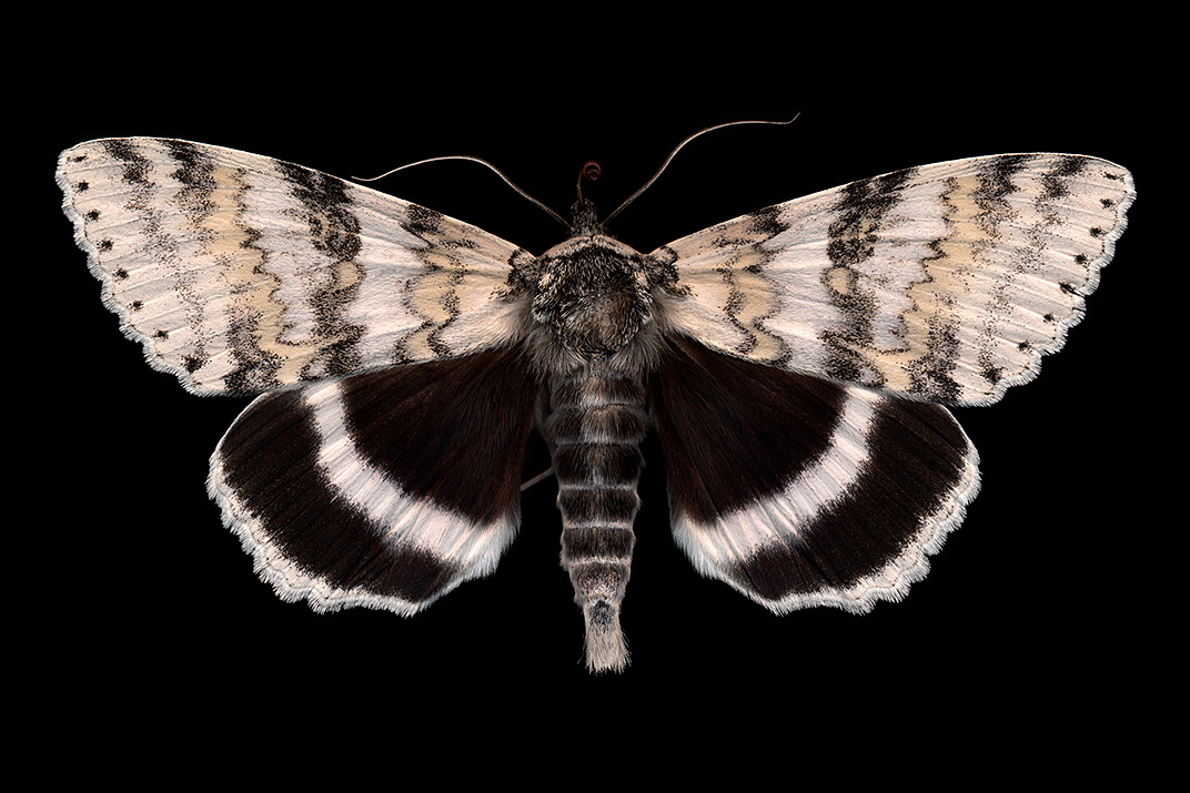 White Underwing moth (Catocala relicta) - White Lake, Ontario -