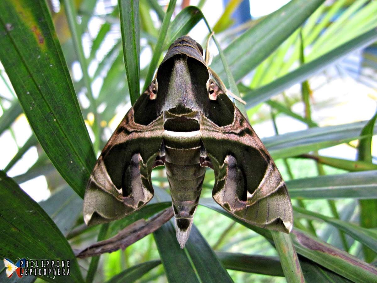 Hawk Moth (Daphnis hypothous crameri), spotted by Philippine Lepidoptera. http://www.projectnoah.org/spottings/1760446003 http://www.projectnoah.org/users/Philippine%20Lepidoptera
