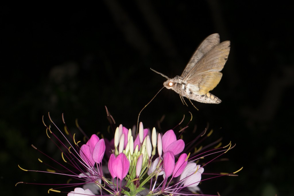 5-spotted Hawk Moth, photo: Linda Williams