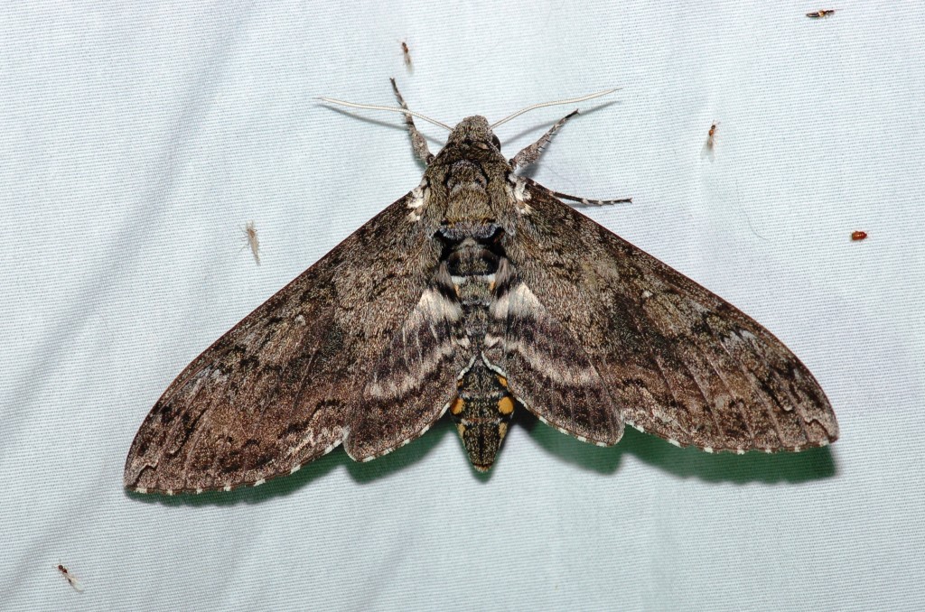 Carolina Hummingbird Moth