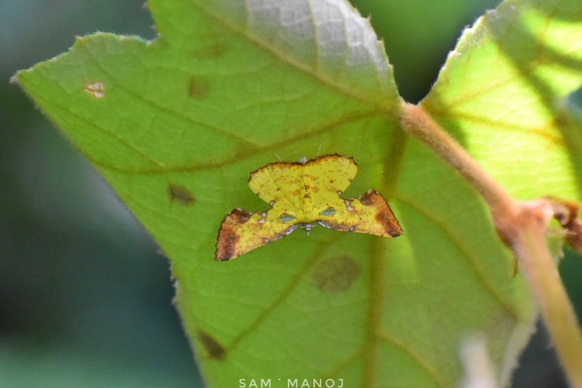 Corymica arnearia, a geometrid moth spotted by Project Noah user Manoj Samuel Grg.