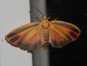 Hypoprepia fucosa / Painted Lichen Moth