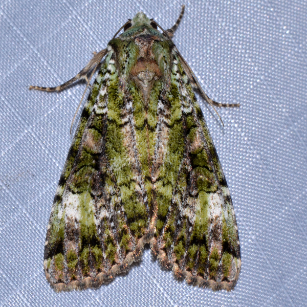 Deb Lievens’ Mothing Event in NH – National Moth Week