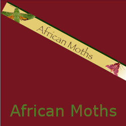 African Moths