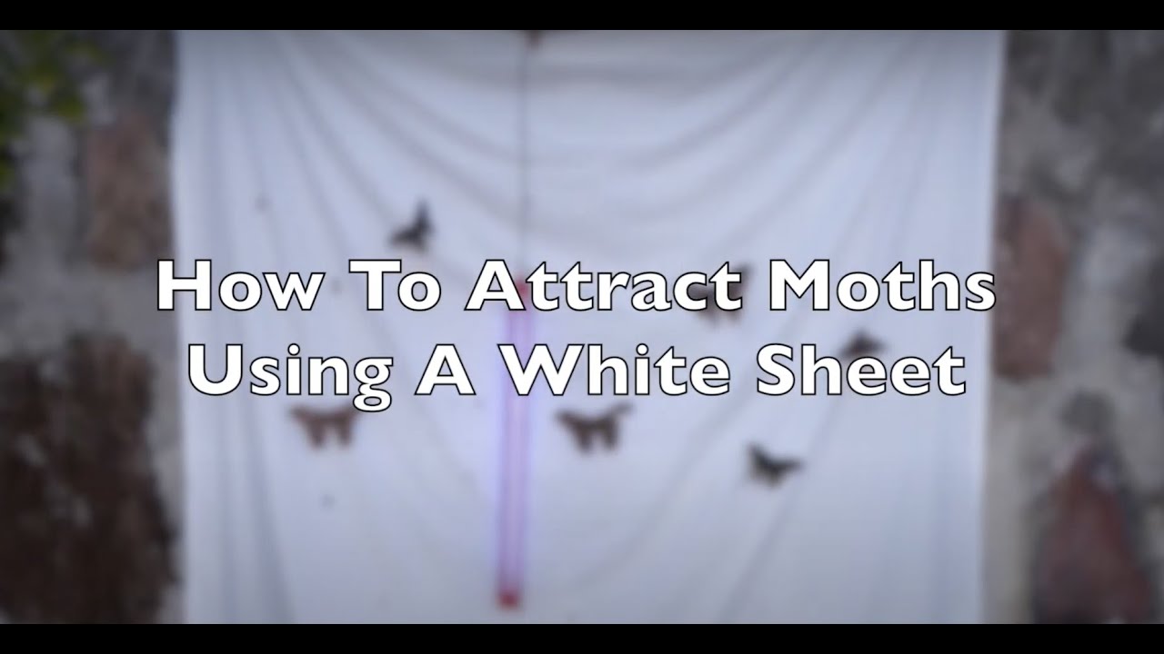 Go Mothing! Attract Moths with a White Sheet