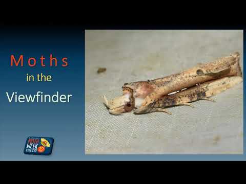recording moths - moth mgic 5